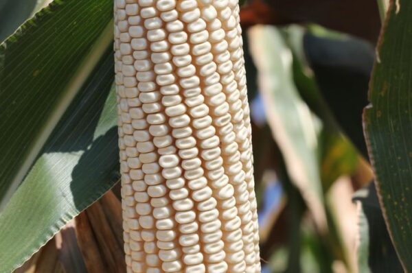 National Foods Confronts Maize Shortage Amid Rising Demand