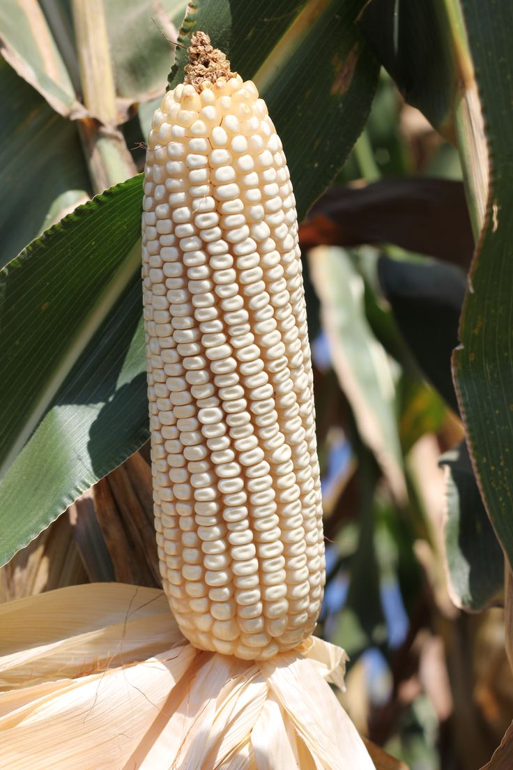 National Foods Confronts Maize Shortage Amid Rising Demand