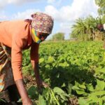 Zimbabwe’s Economic Engine Firing On All Cylinders?