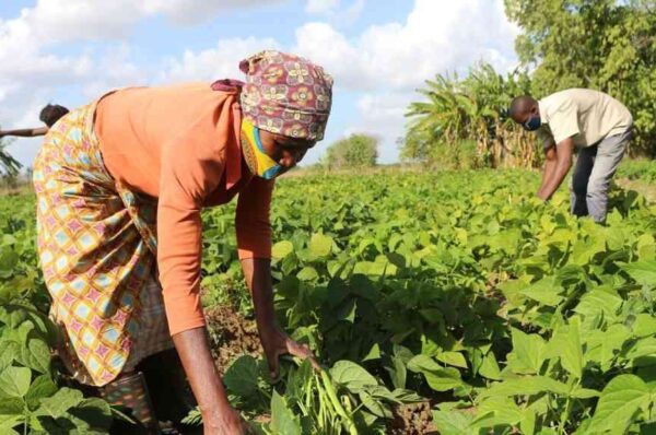 Zimbabwe’s Economic Engine Firing On All Cylinders?