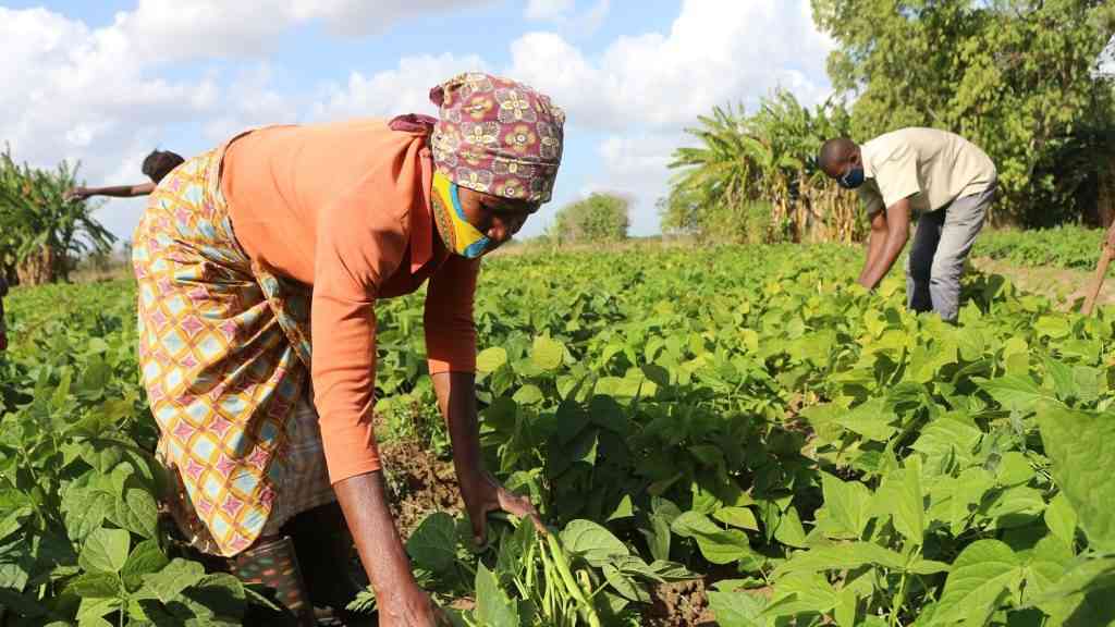 Zimbabwe’s Economic Engine Firing On All Cylinders?